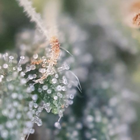 Sticky Orange 🍊 growlog timeline photo