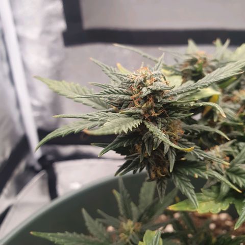 Sticky Orange 🍊 growlog timeline photo