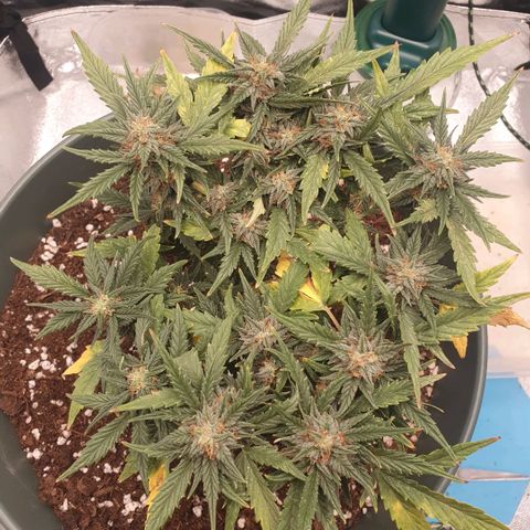 Sticky Orange 🍊 growlog timeline photo