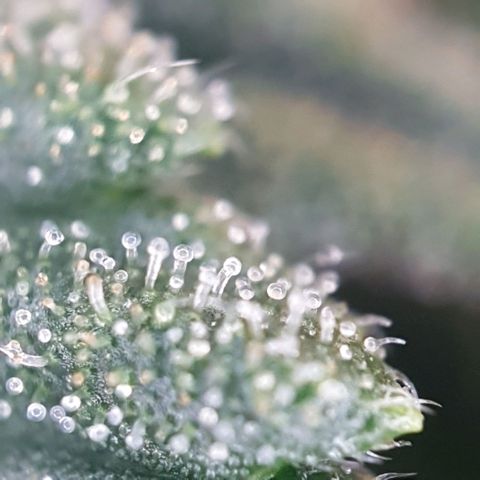 Sticky Orange 🍊 growlog timeline photo