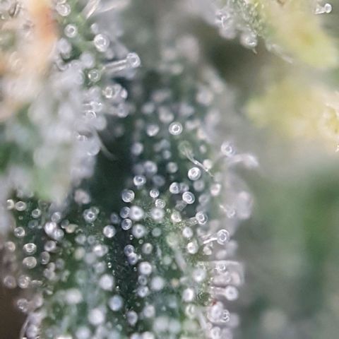 Sticky Orange 🍊 growlog timeline photo