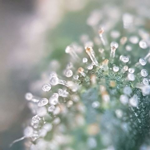 Sticky Orange 🍊 growlog timeline photo