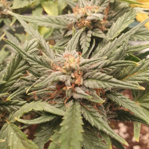 Sticky Orange 🍊 growlog timeline photo