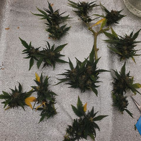 Sticky Orange 🍊 growlog timeline photo
