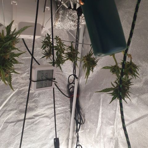 Sticky Orange 🍊 growlog timeline photo