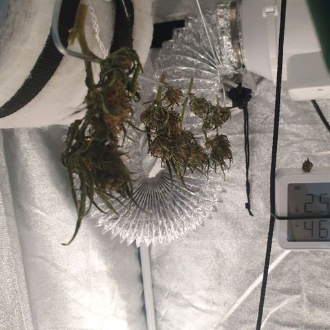 Sticky Orange 🍊 growlog timeline photo