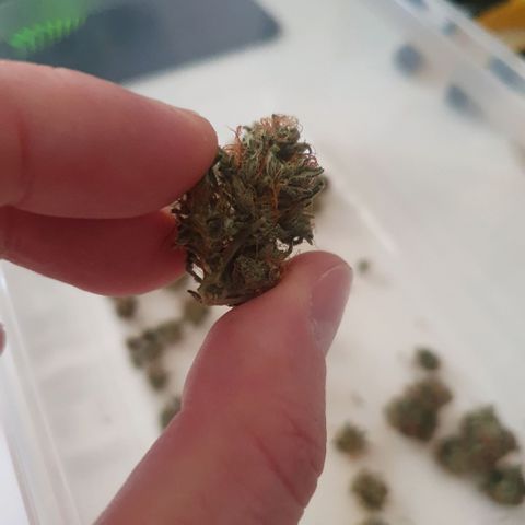 Sticky Orange 🍊 growlog timeline photo