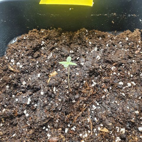 Bartek'sFarmScam growlog timeline photo