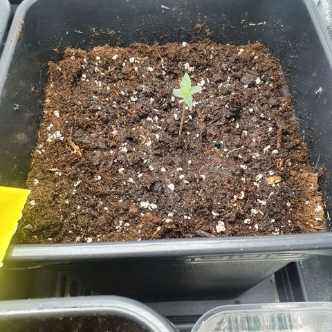 Bartek'sFarmScam growlog timeline photo