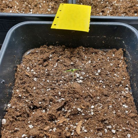 Bartek'sFarmScam growlog timeline photo