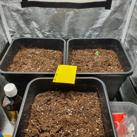 Bartek'sFarmScam growlog timeline photo