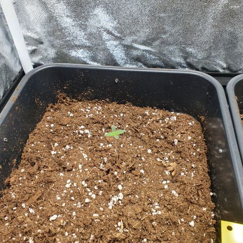Bartek'sFarmScam growlog timeline photo