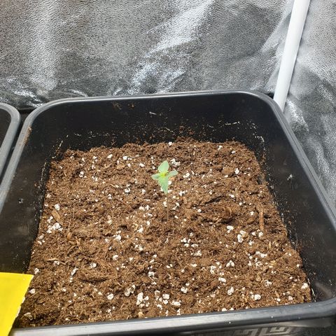Bartek'sFarmScam growlog timeline photo