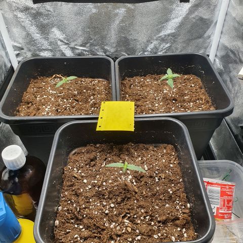 Bartek'sFarmScam growlog timeline photo