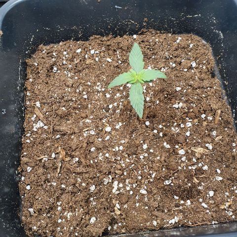 Bartek'sFarmScam growlog timeline photo