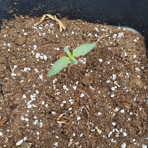 Bartek'sFarmScam growlog timeline photo