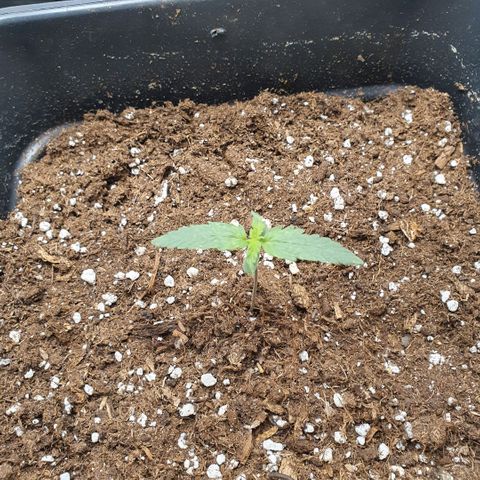 Bartek'sFarmScam growlog timeline photo