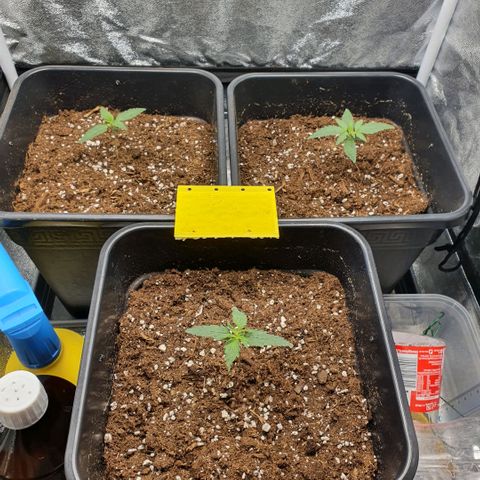 Bartek'sFarmScam growlog timeline photo