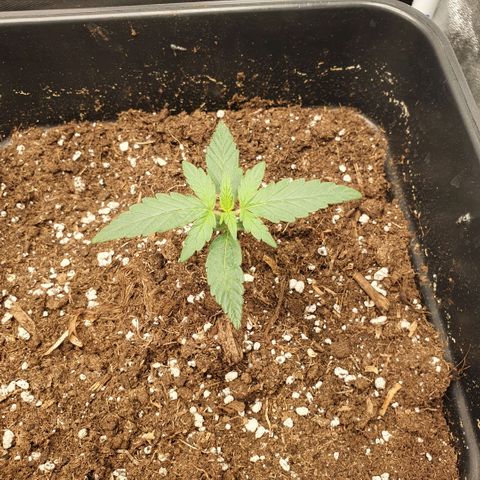 Bartek'sFarmScam growlog timeline photo