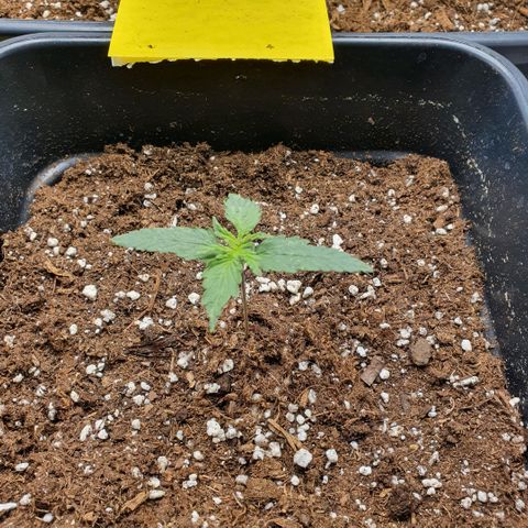 Bartek'sFarmScam growlog timeline photo