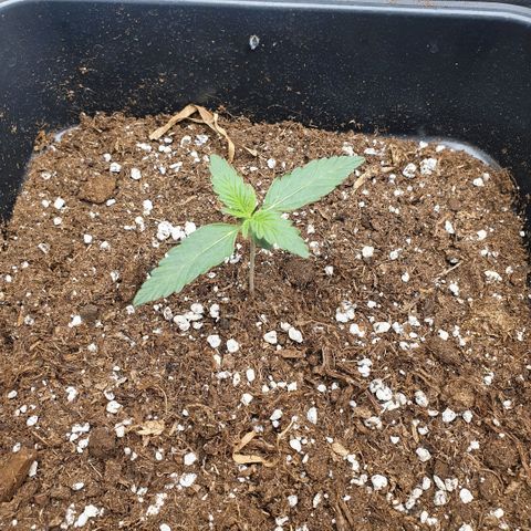 Bartek'sFarmScam growlog timeline photo