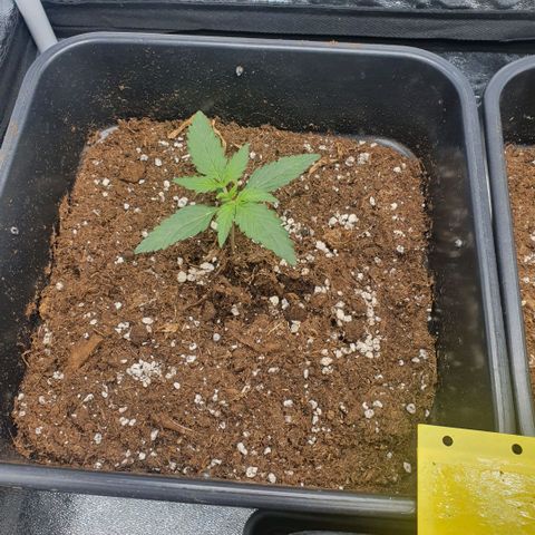 Bartek'sFarmScam growlog timeline photo