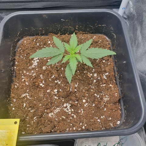 Bartek'sFarmScam growlog timeline photo