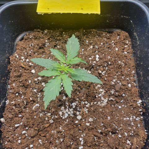 Bartek'sFarmScam growlog timeline photo
