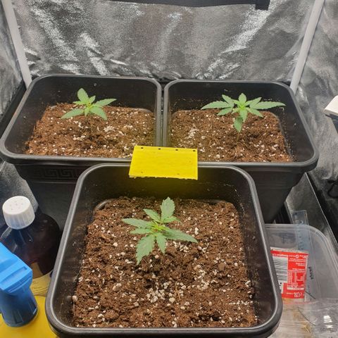 Bartek'sFarmScam growlog timeline photo
