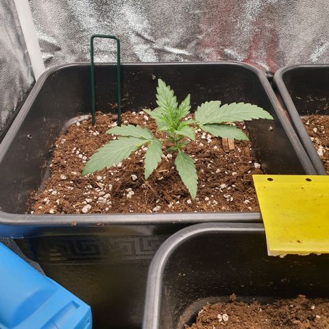 Bartek'sFarmScam growlog timeline photo