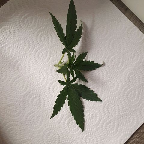 Bartek'sFarmScam growlog timeline photo