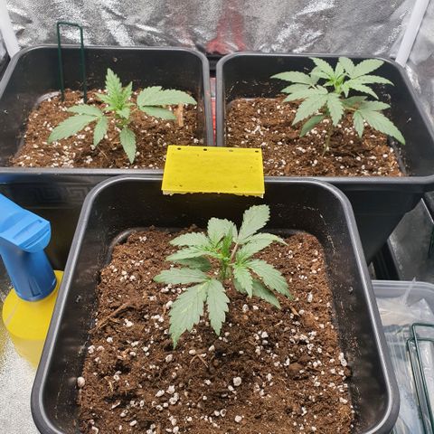 Bartek'sFarmScam growlog timeline photo