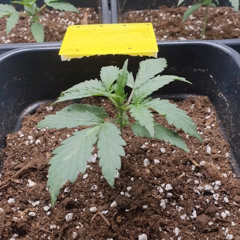 Bartek'sFarmScam growlog timeline photo