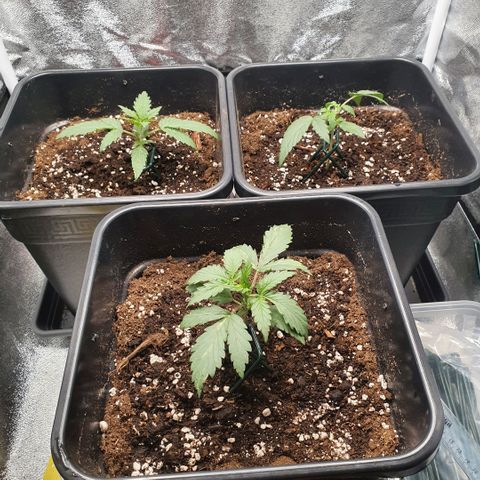 Bartek'sFarmScam growlog timeline photo