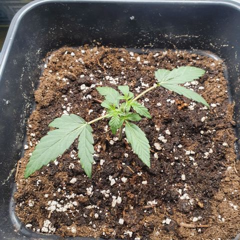 Bartek'sFarmScam growlog timeline photo