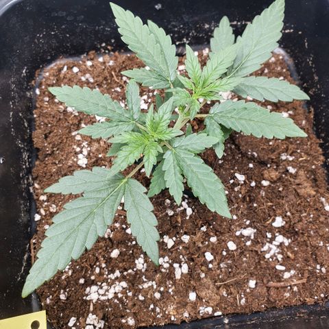 Bartek'sFarmScam growlog photo: Before training