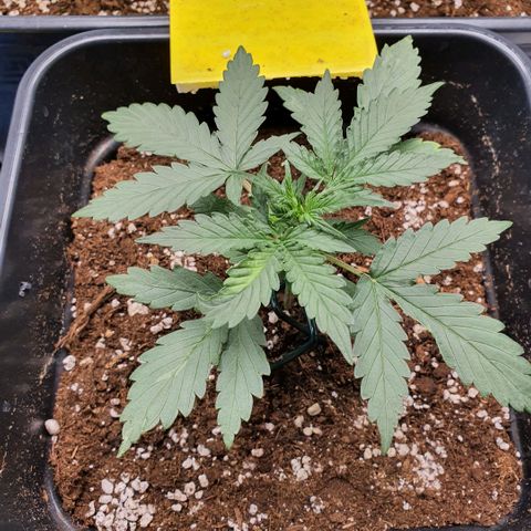 Bartek'sFarmScam growlog photo: Before training