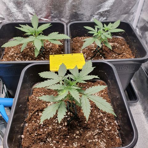 Bartek'sFarmScam growlog photo: Before training
