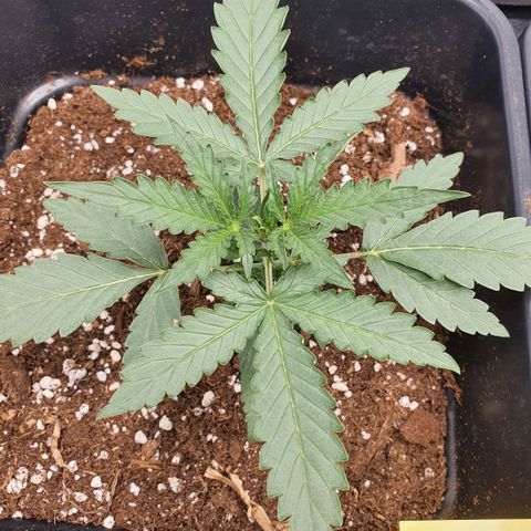 Bartek'sFarmScam growlog photo: Before training