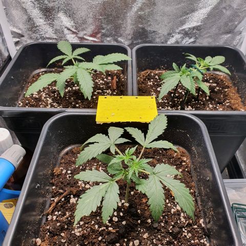 Bartek'sFarmScam growlog photo: After training