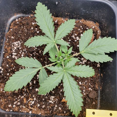 Bartek'sFarmScam growlog photo: After training