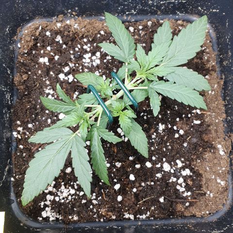 Bartek'sFarmScam growlog photo: After training