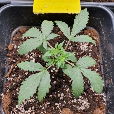 Bartek'sFarmScam growlog photo: After training