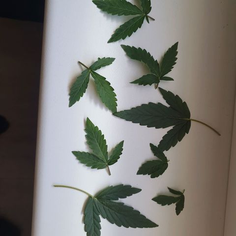 Bartek'sFarmScam growlog timeline photo