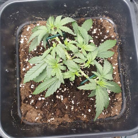 Bartek'sFarmScam growlog timeline photo