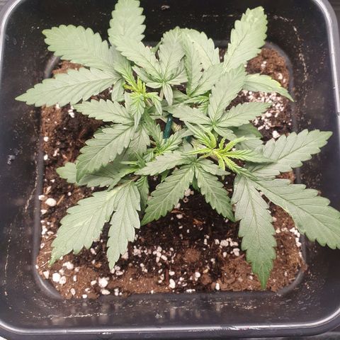 Bartek'sFarmScam growlog timeline photo