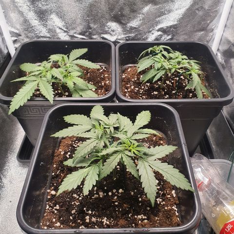 Bartek'sFarmScam growlog timeline photo
