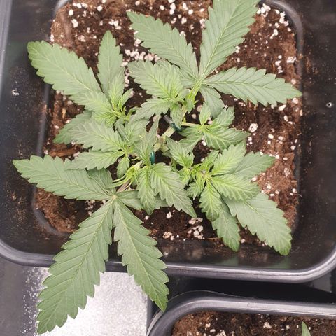 Bartek'sFarmScam growlog timeline photo
