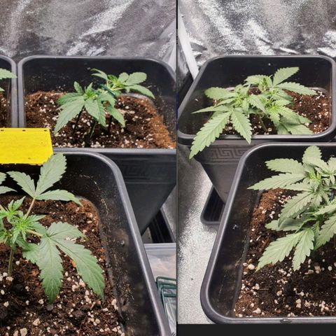 Bartek'sFarmScam growlog photo: Wenn ich mir jetzt so die differenz anschaue von heute und vor 3 tagen, dann sind sie schon ein bissl gewachsen 💪