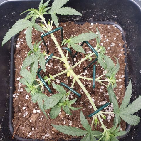 Bartek'sFarmScam growlog timeline photo
